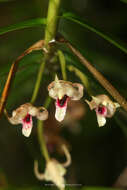 Image of Maxillaria appendiculoides C. Schweinf.