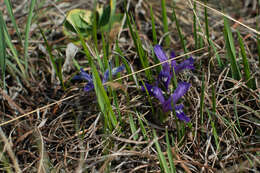 Plancia ëd Iris ruthenica Ker Gawl.