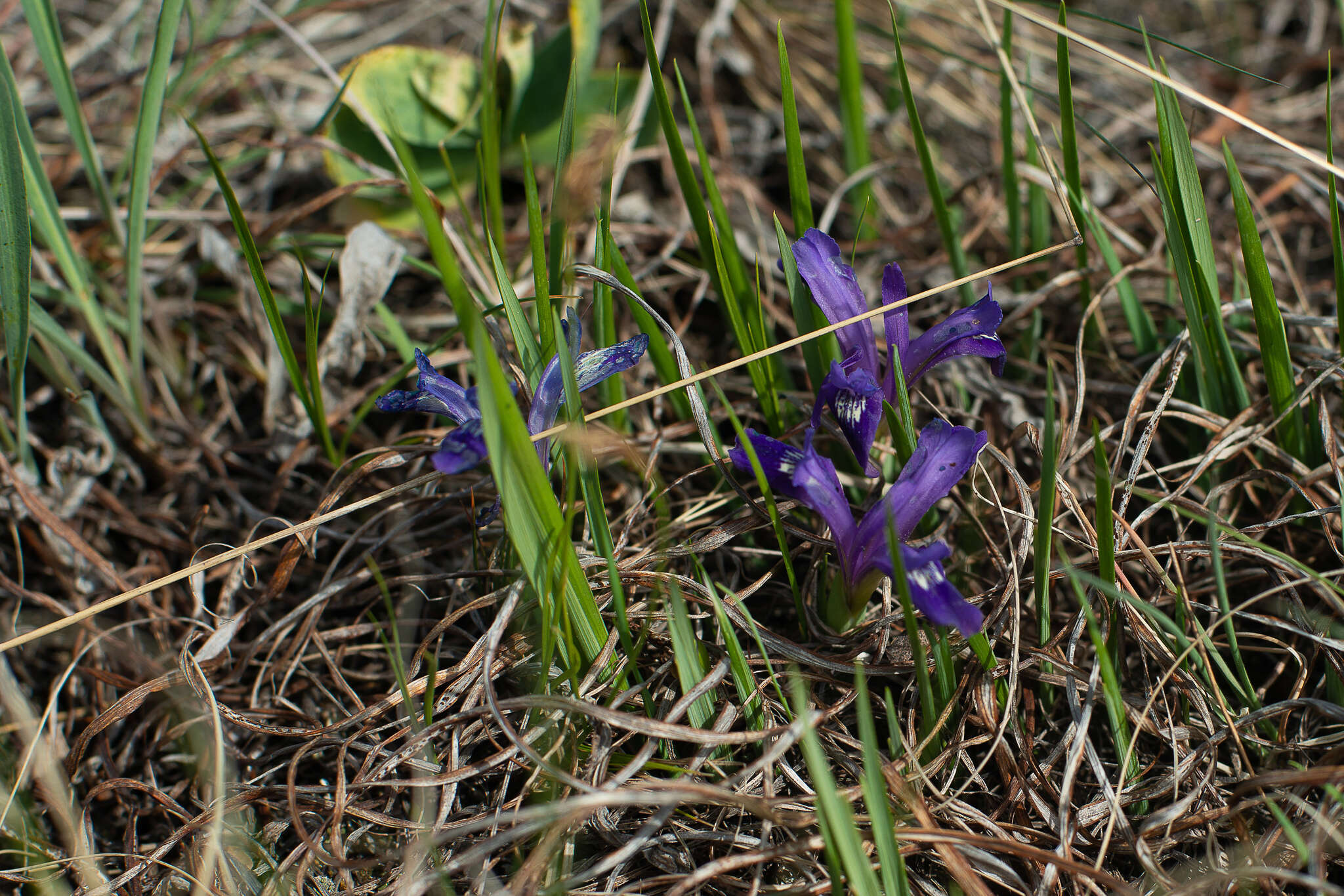 Plancia ëd Iris ruthenica Ker Gawl.