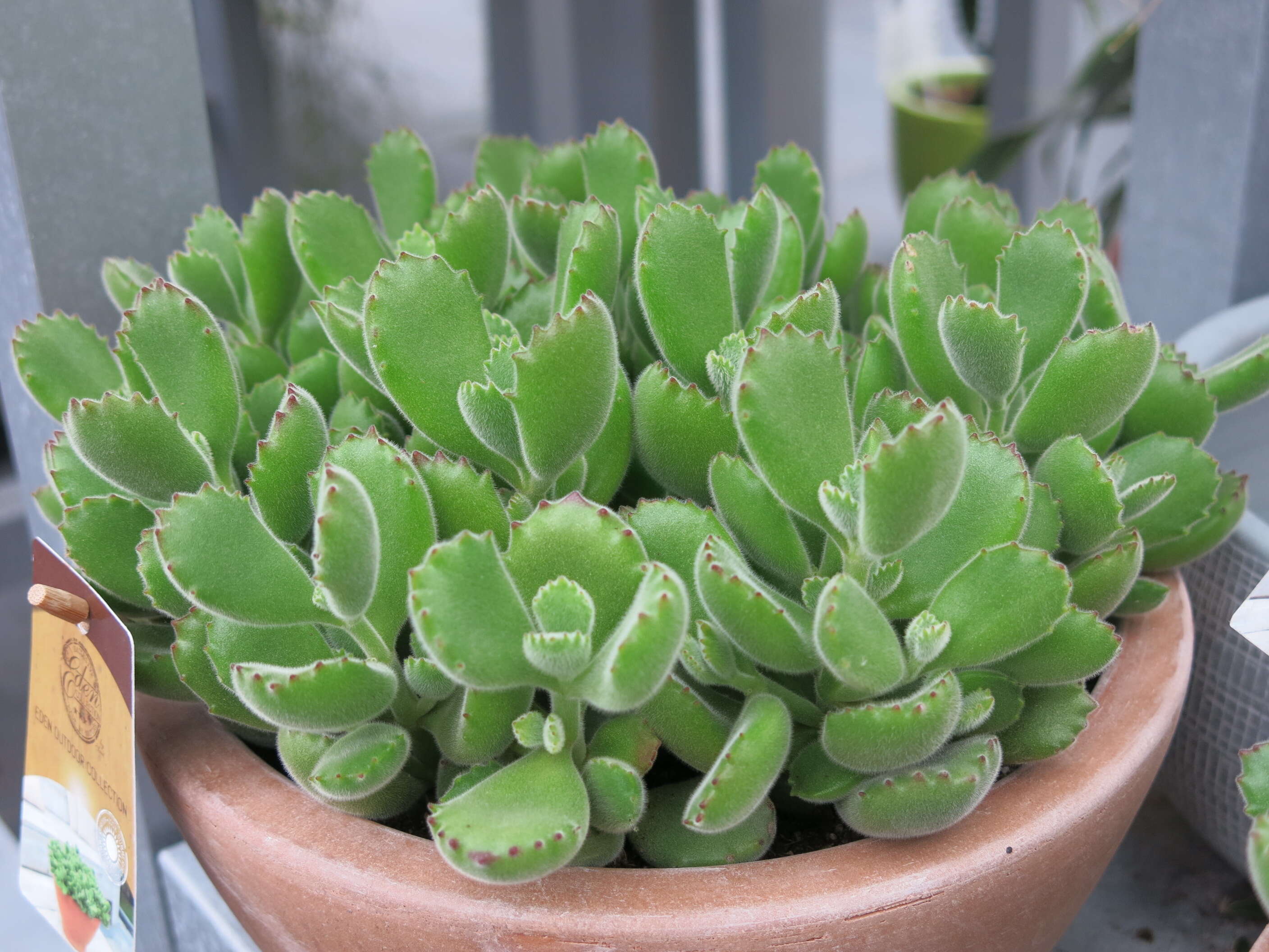 Image of Cotyledon tomentosa Harv.