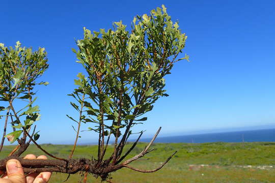 Image of Morella quercifolia (L.) D. J. B. Killick