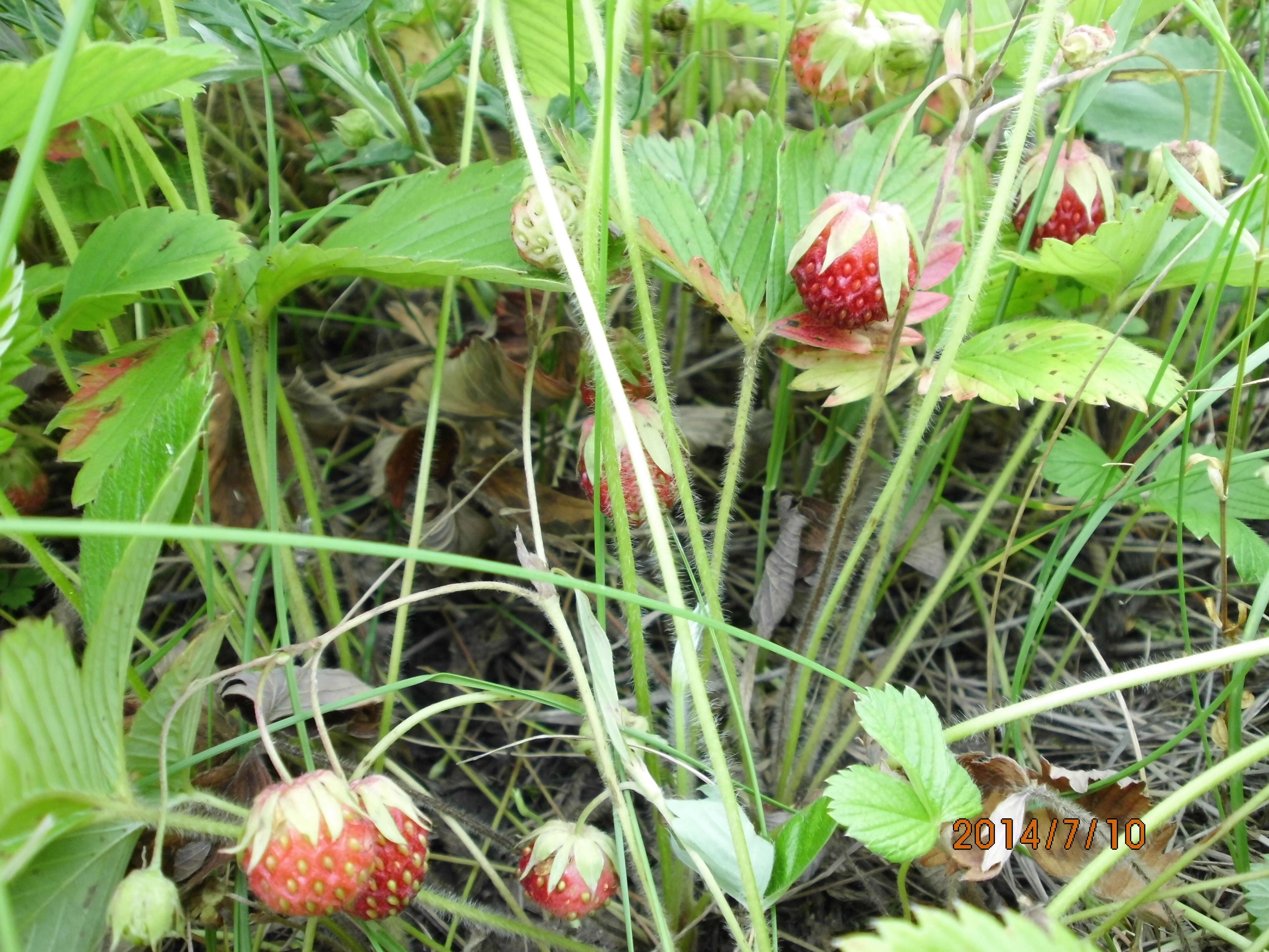 Image of Green Strawberry