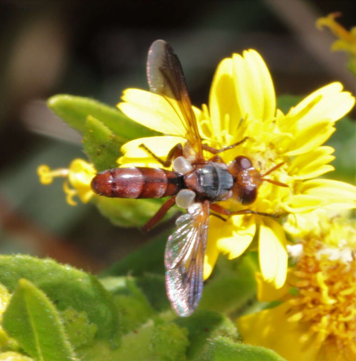 Image of Cylindromyia rubida (Loew 1854)