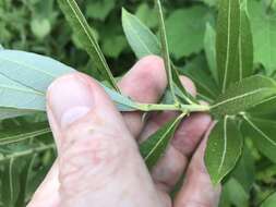 Image of prairie willow