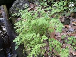 Слика од Daucus elegans (Webb ex Bolle) Spalik, Banasiak & Reduron