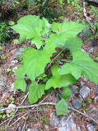 Image of American trailplant