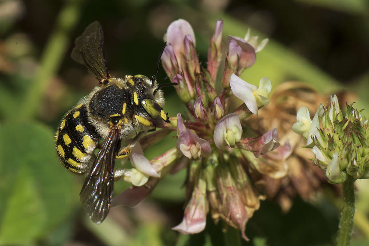 Image de Anthidium loti Perris 1852