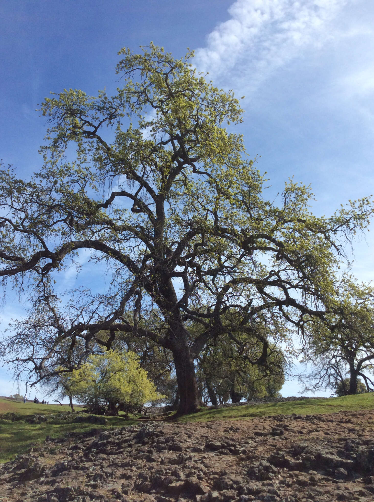 Image of valley oak