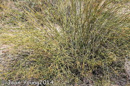 Image of Broom celery