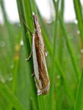 Image of Grass-veneer