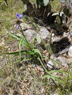 Image of Plateau Spiderwort