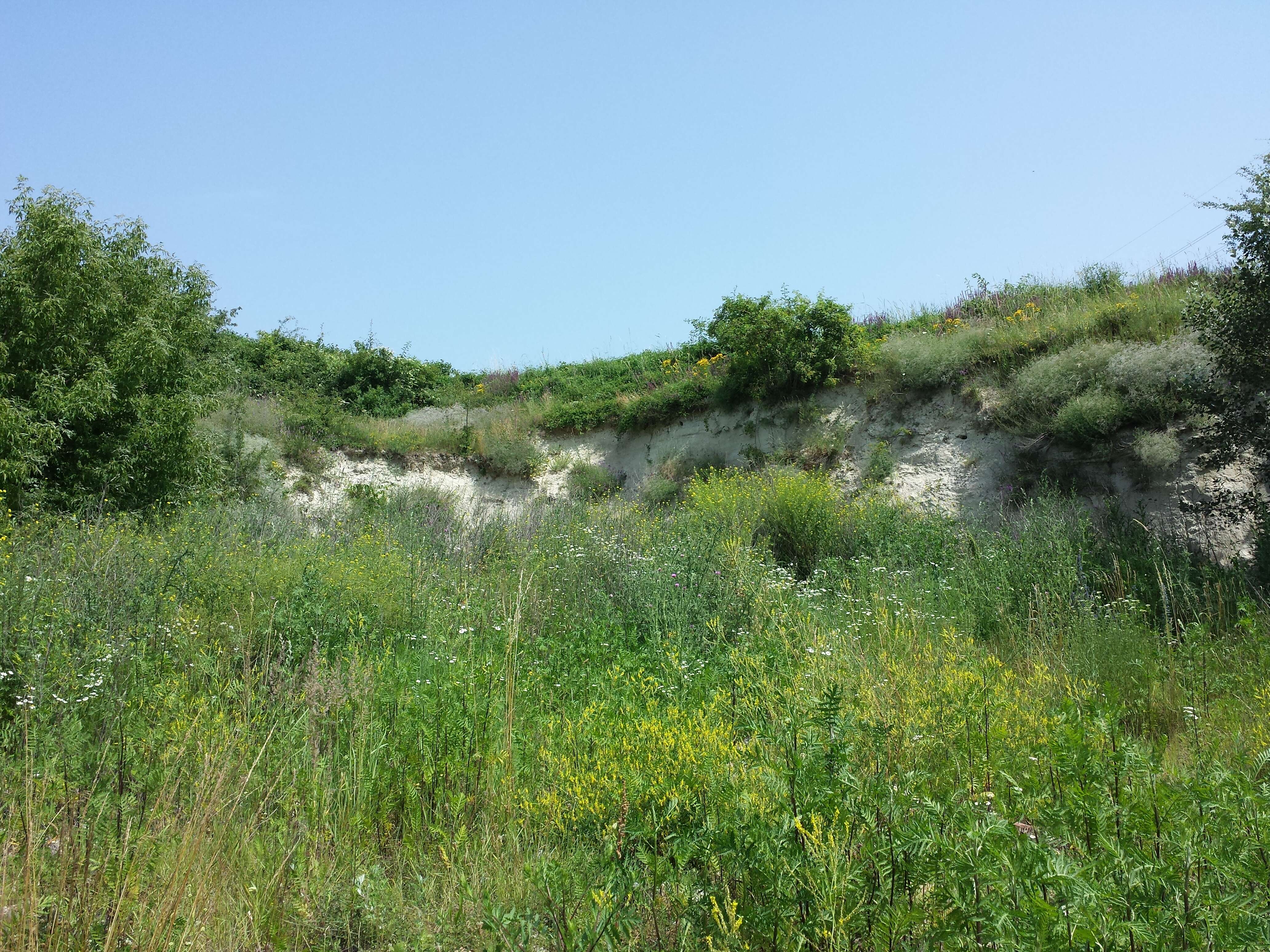 Image de Gypsophila paniculata L.