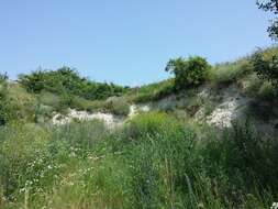 Image de Gypsophila paniculata L.