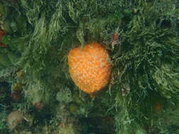 Image of tangerine sponge