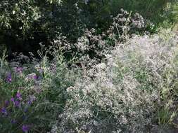 Image de Gypsophila paniculata L.