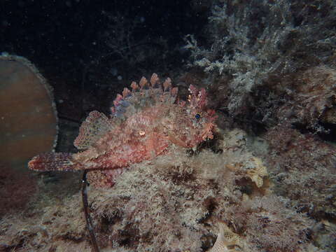 Image of Western red rockcod