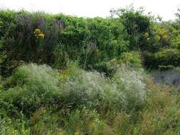 Image de Gypsophila paniculata L.