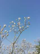 Image de Gypsophila paniculata L.