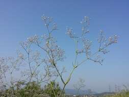 Image de Gypsophila paniculata L.