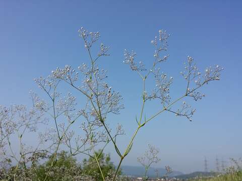 Image of Baby's breath