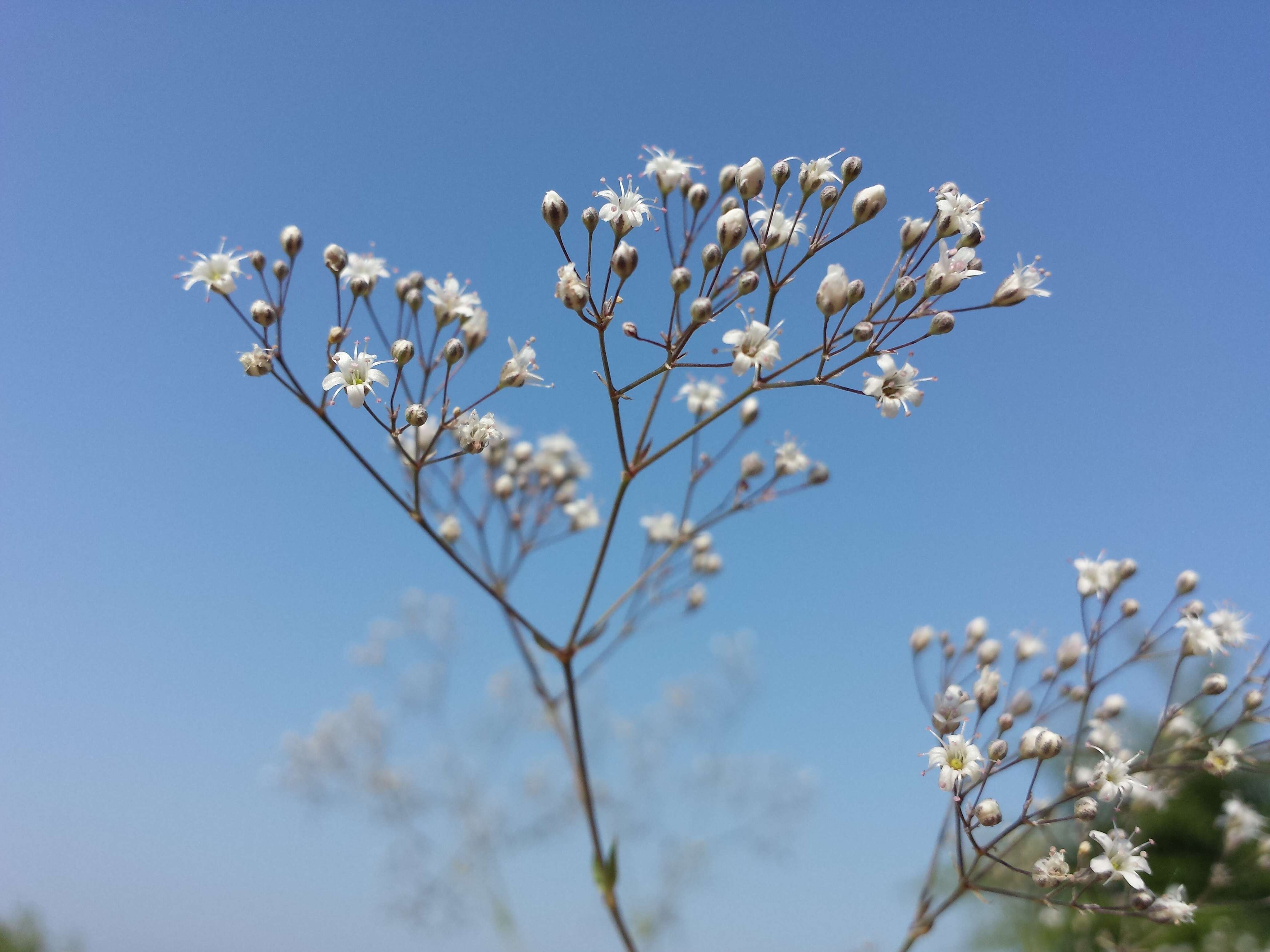 Image de Gypsophila paniculata L.