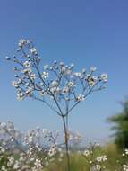 Image de Gypsophila paniculata L.