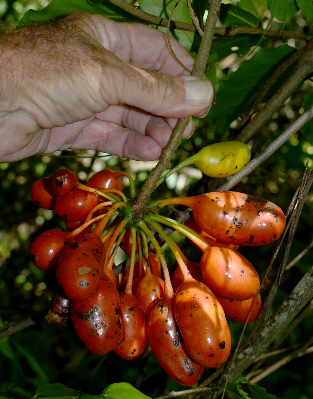 Image of Uvaria concava Teijsm. & Binn.