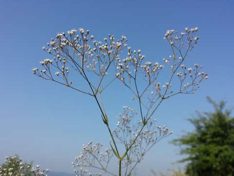 Image of Baby's breath