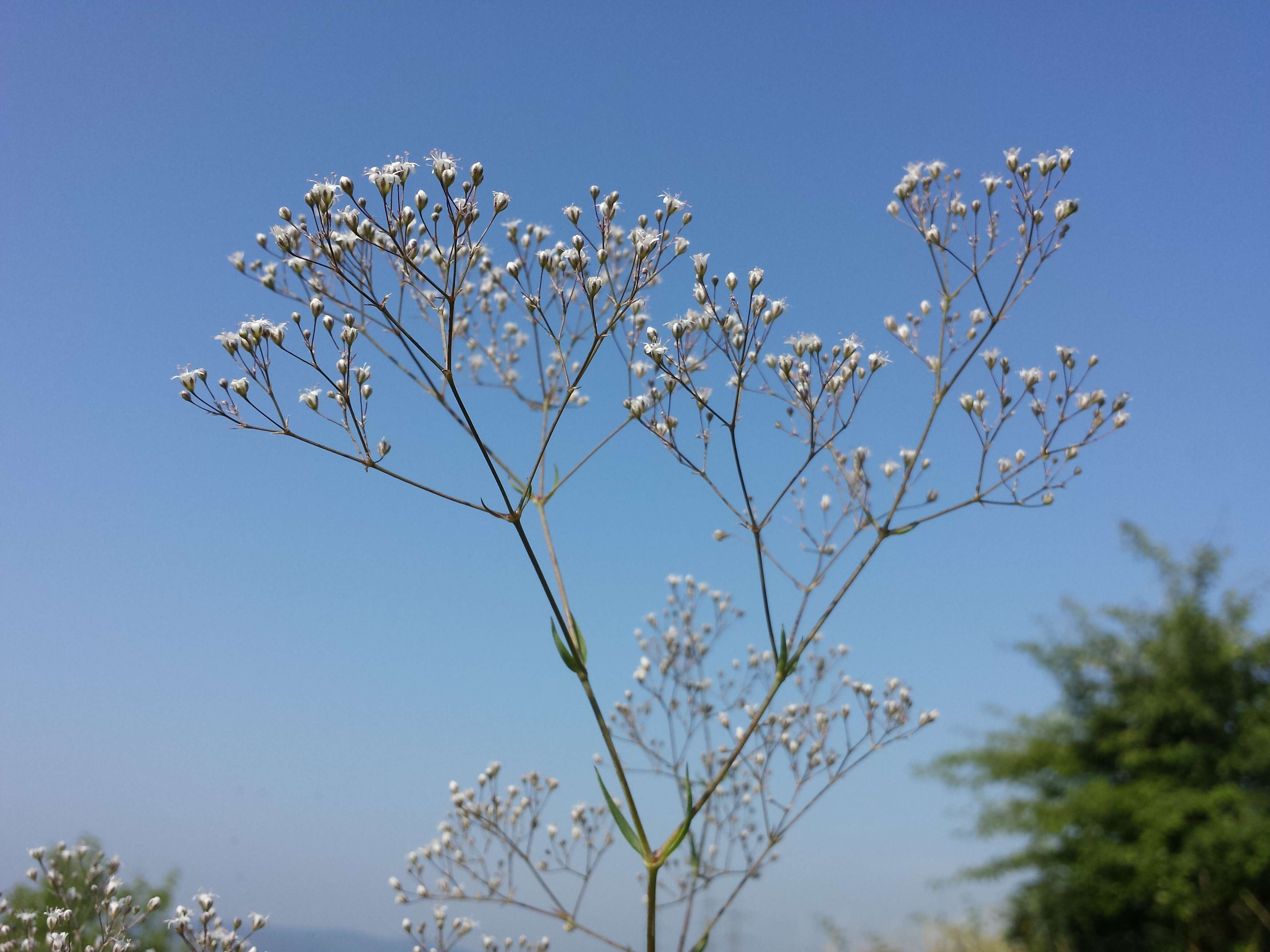 Image de Gypsophila paniculata L.