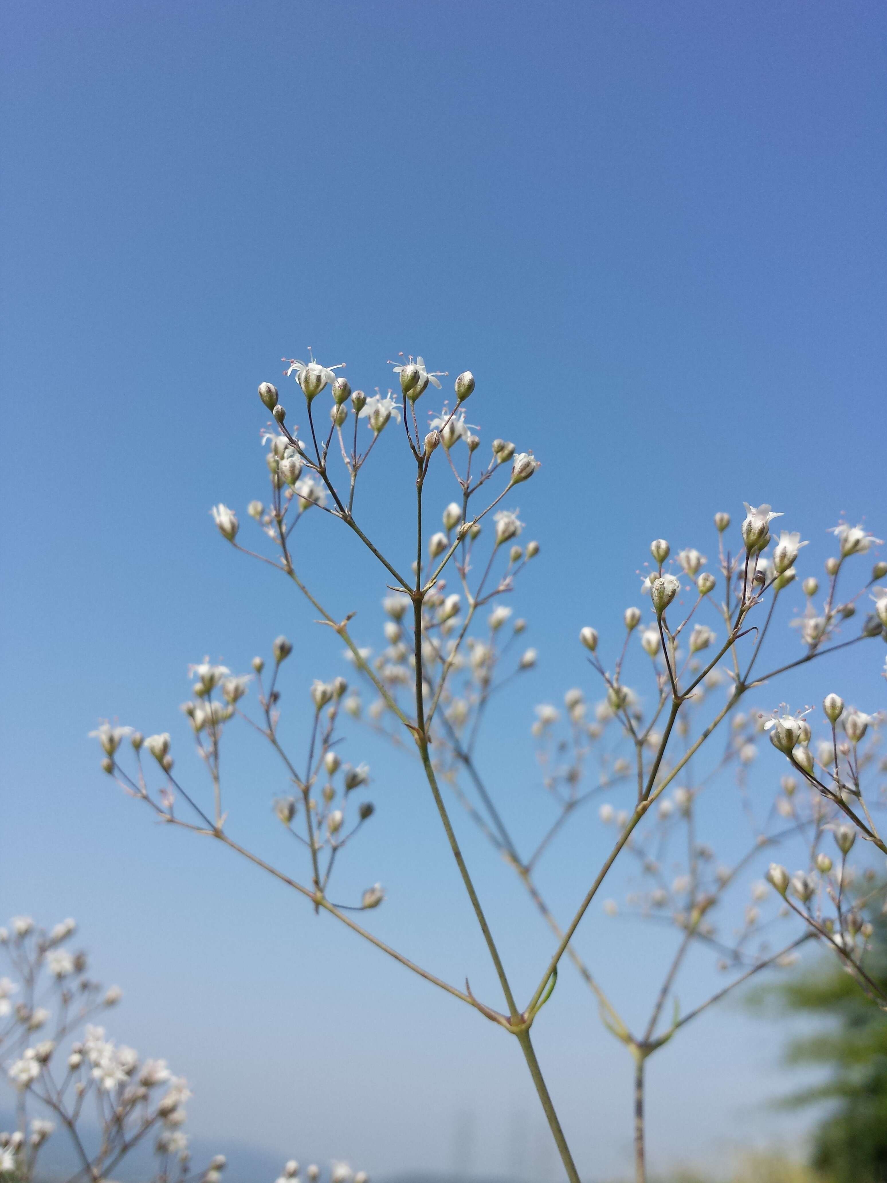 Image de Gypsophila paniculata L.