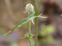 Imagem de Eryngium mexiae L. Constance