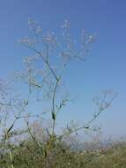 Image de Gypsophila paniculata L.