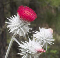 Слика од Cirsium occidentale var. candidissimum (Greene) J. F. Macbr.