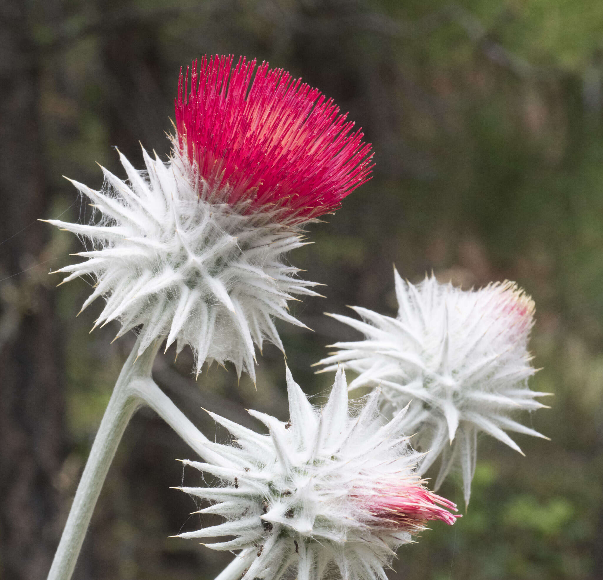 Image of snowy thistle