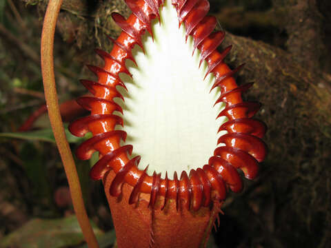 Image of Pitcher plant