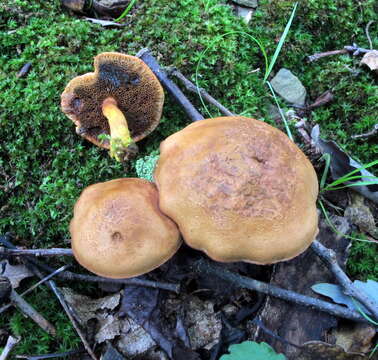 Image of Chalciporus piperatoides (A. H. Sm. & Thiers) T. J. Baroni & Both 1991