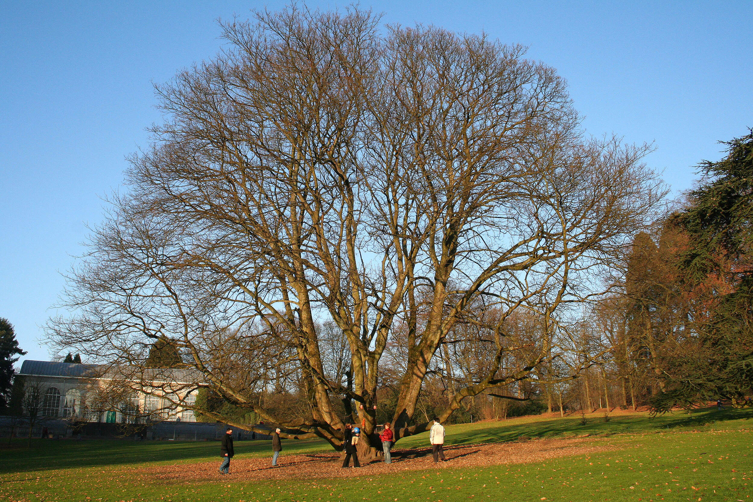 Imagem de Acer pseudoplatanus L.