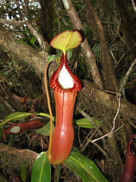 Image of Pitcher plant