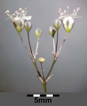 Image of Baby's breath