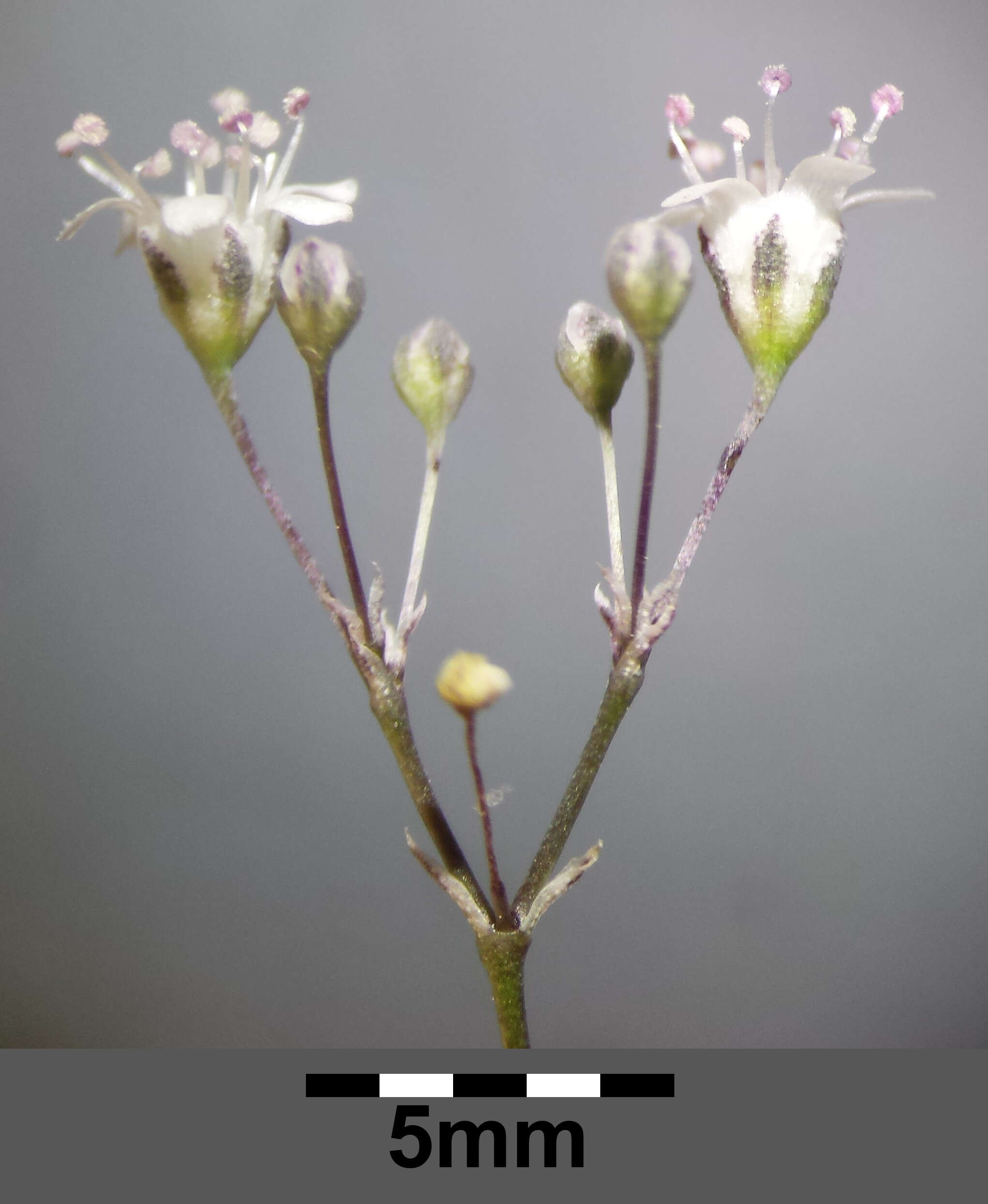 Image de Gypsophila paniculata L.