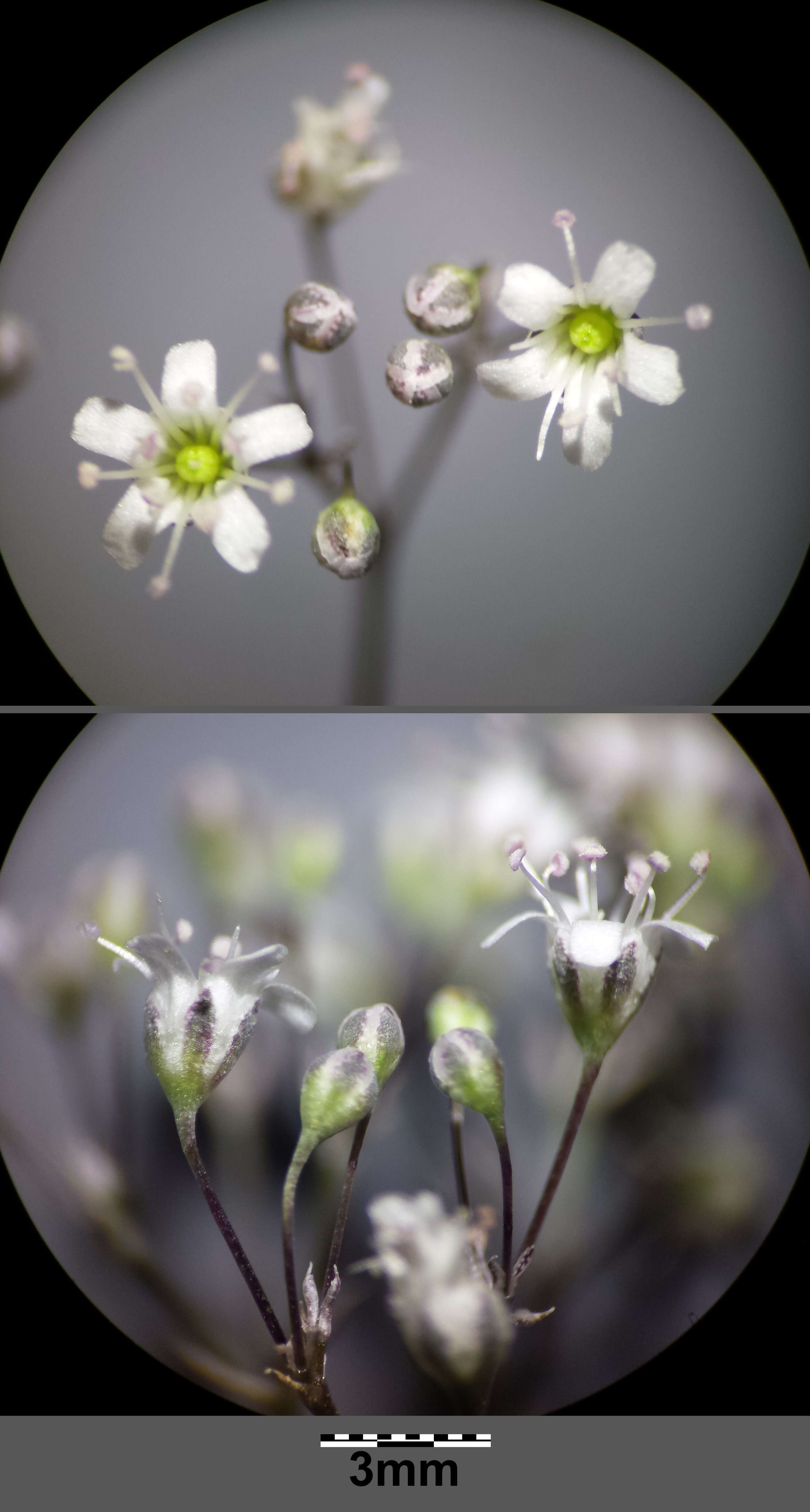 Image de Gypsophila paniculata L.