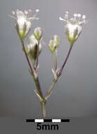 Image de Gypsophila paniculata L.