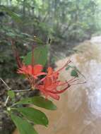 صورة Rhododendron prunifolium (Small) Millais