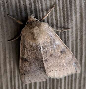 Imagem de Orthosia arthrolita Harvey 1874