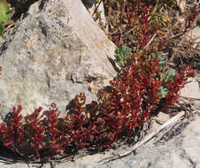 Sivun Sedum microcarpum (Sibth. & Sm.) S. Schönland kuva