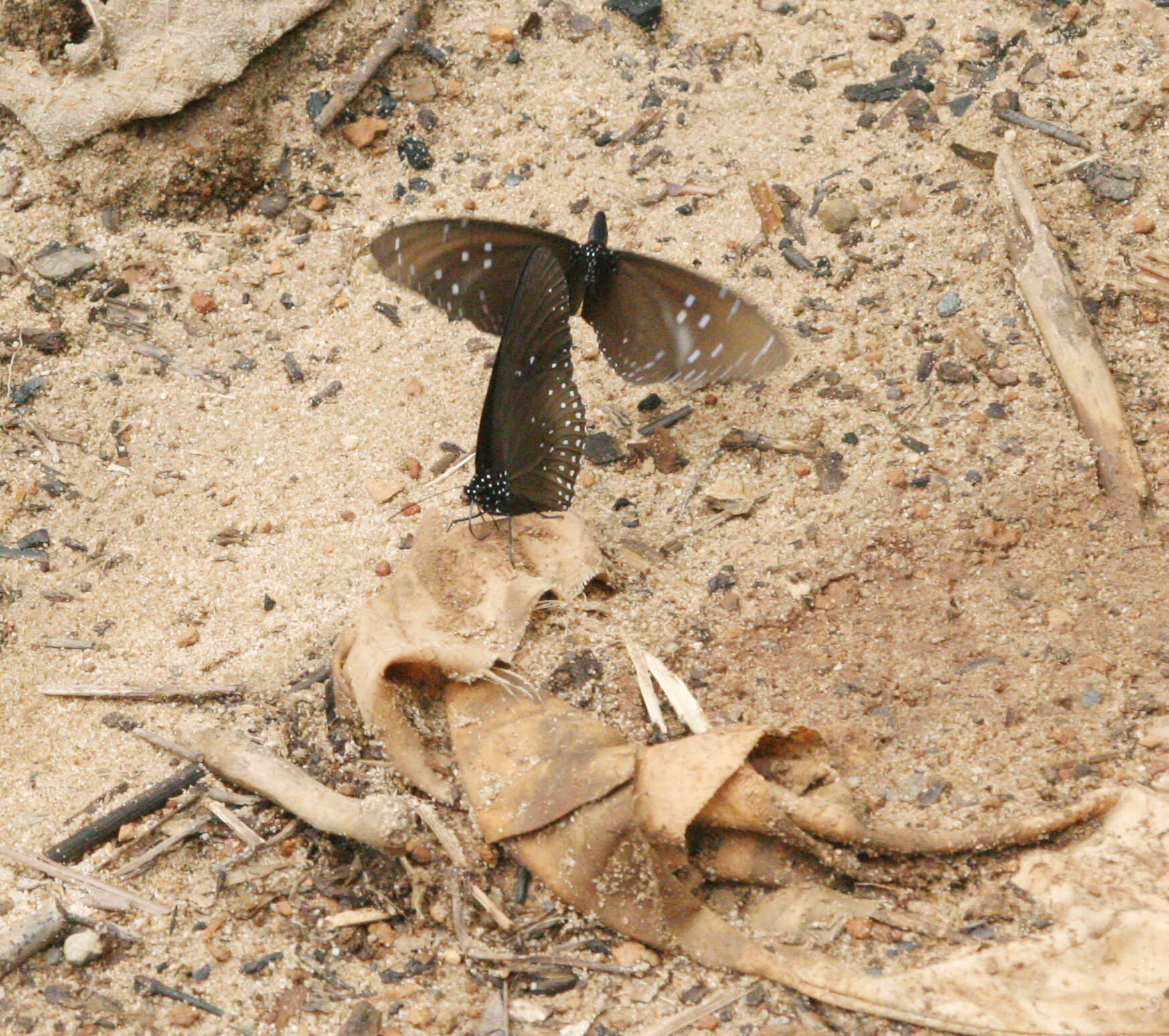 Image of Euploea sylvester harrisii Felder, C., Felder & R. 1865