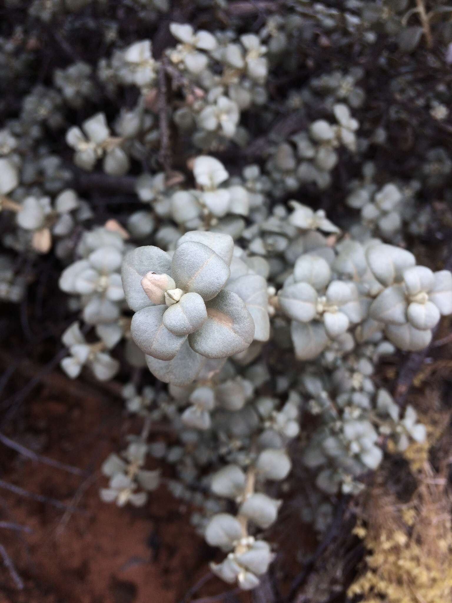 Image of roundleaf buffaloberry