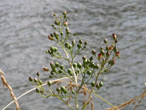 Imagem de Scrophularia nodosa L.