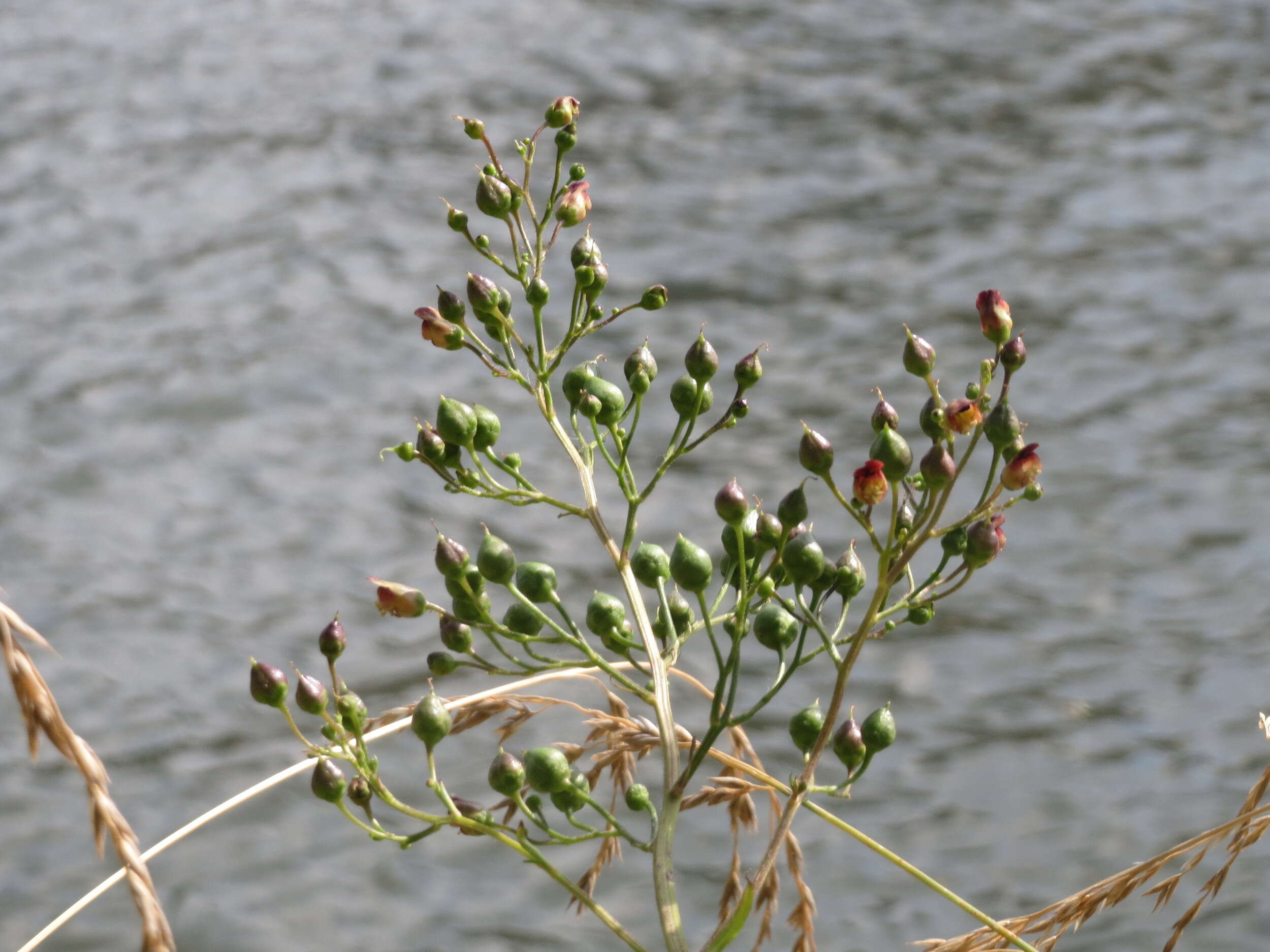 Imagem de Scrophularia nodosa L.