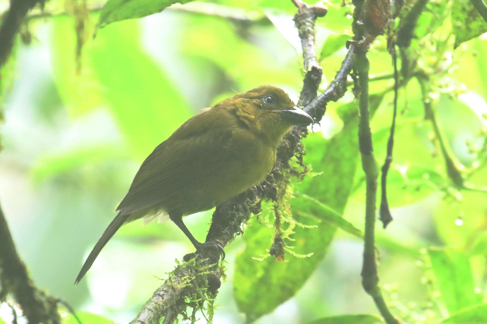 صورة Chlorothraupis carmioli (Lawrence 1868)